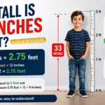 How Tall Is 33 Inches in Feet