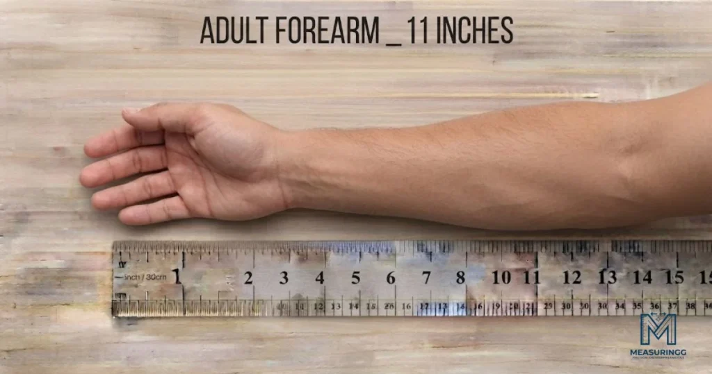 Adult Forearm